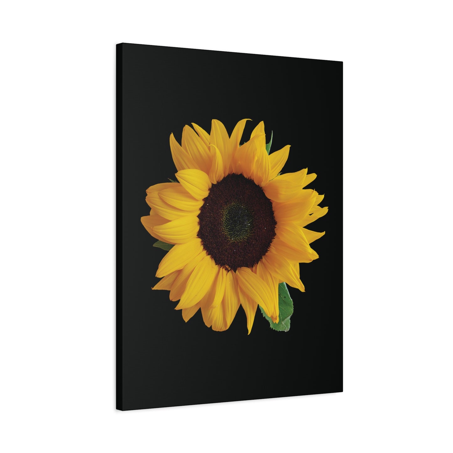 Matte Canvas Wood Frame - Black Sunflower