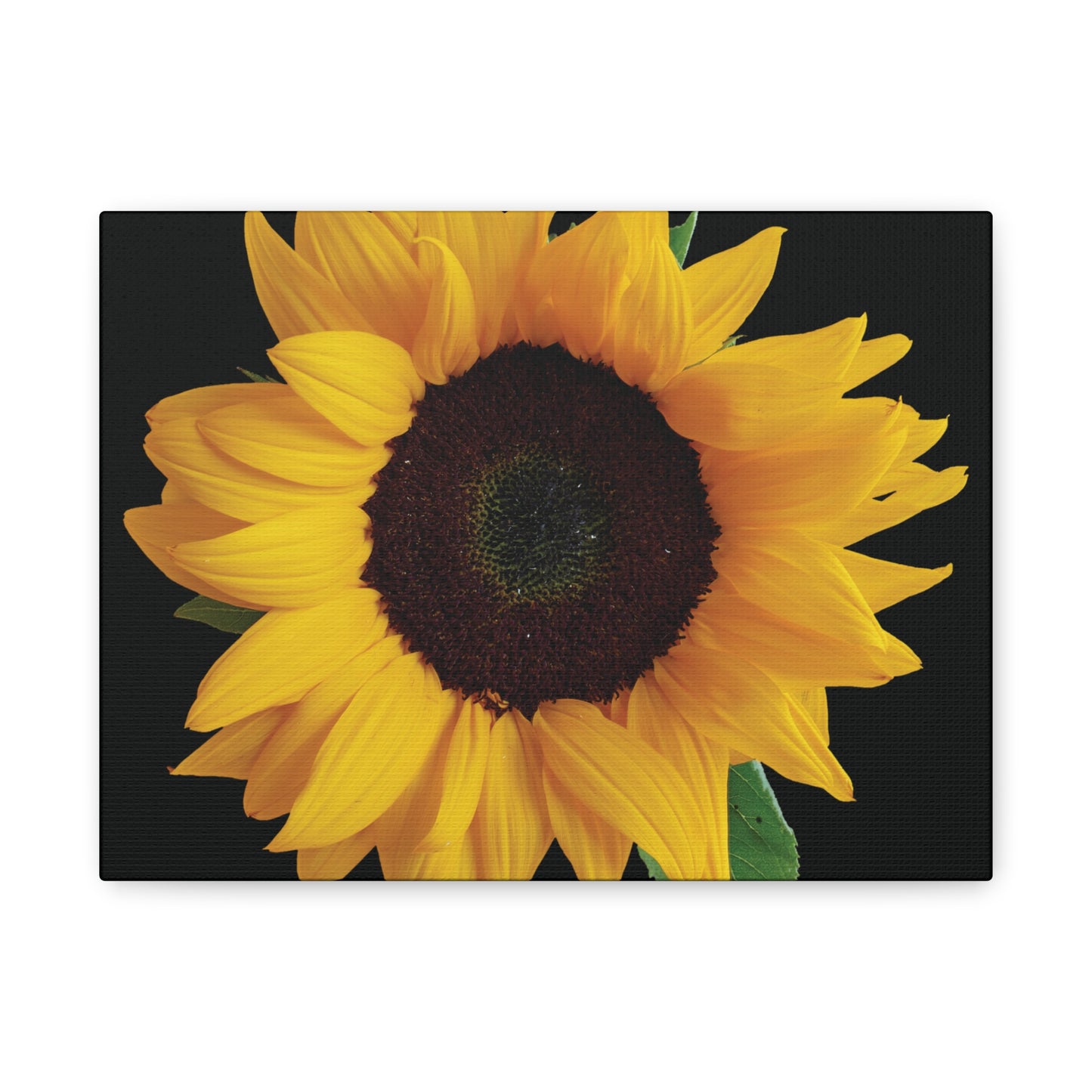 Matte Canvas Wood Frame - Black Sunflower