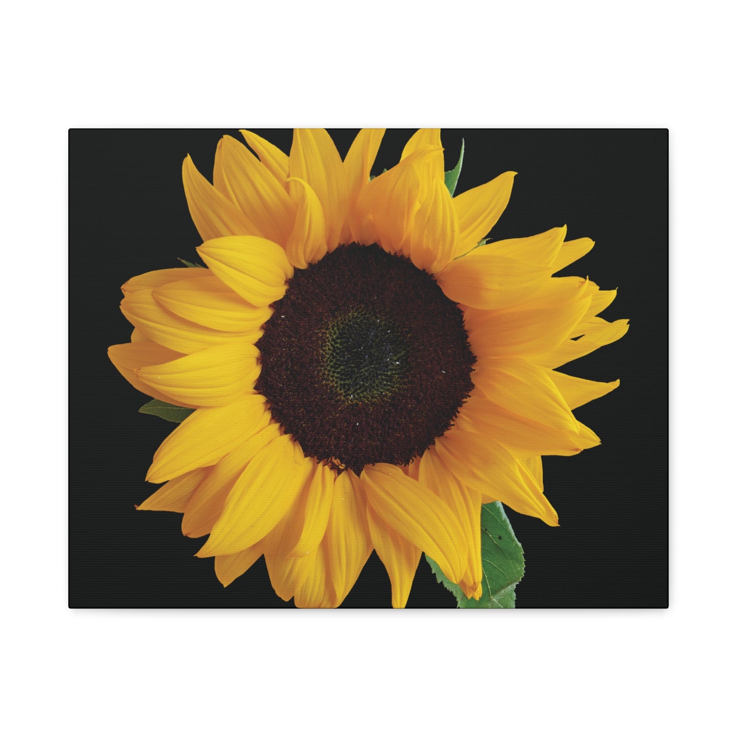 Matte Canvas Wood Frame - Black Sunflower