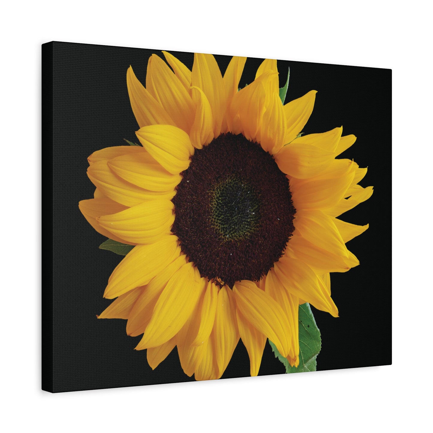 Matte Canvas Wood Frame - Black Sunflower