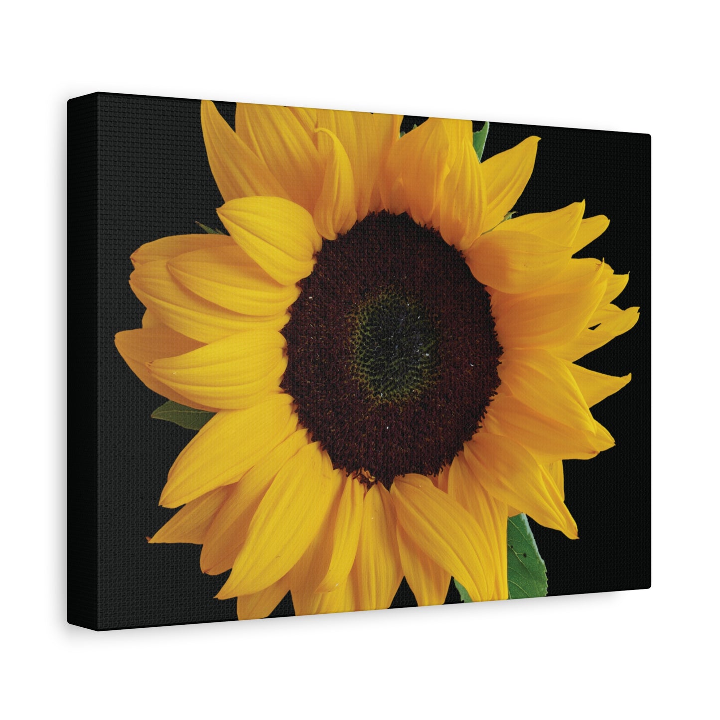 Matte Canvas Wood Frame - Black Sunflower