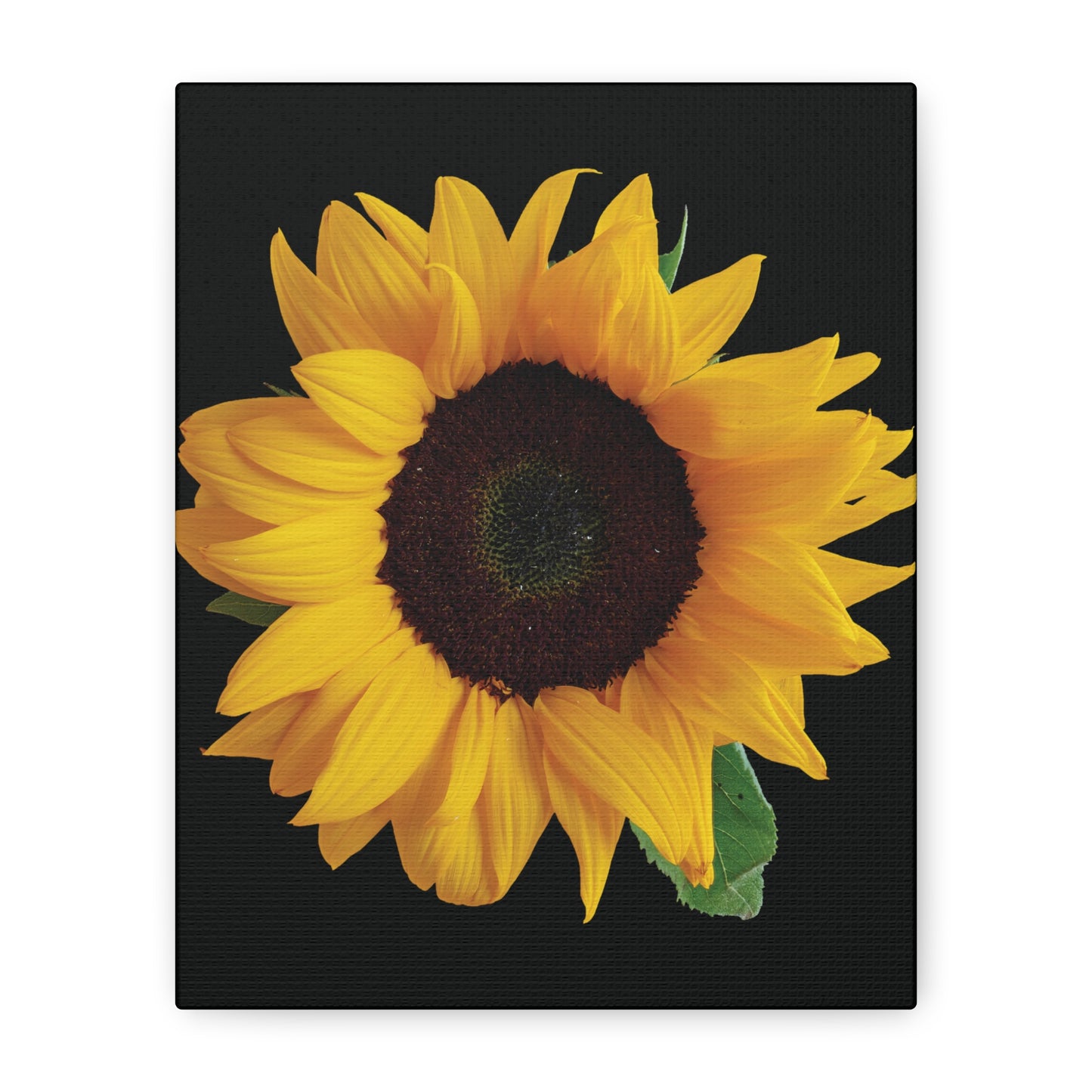 Matte Canvas Wood Frame - Black Sunflower