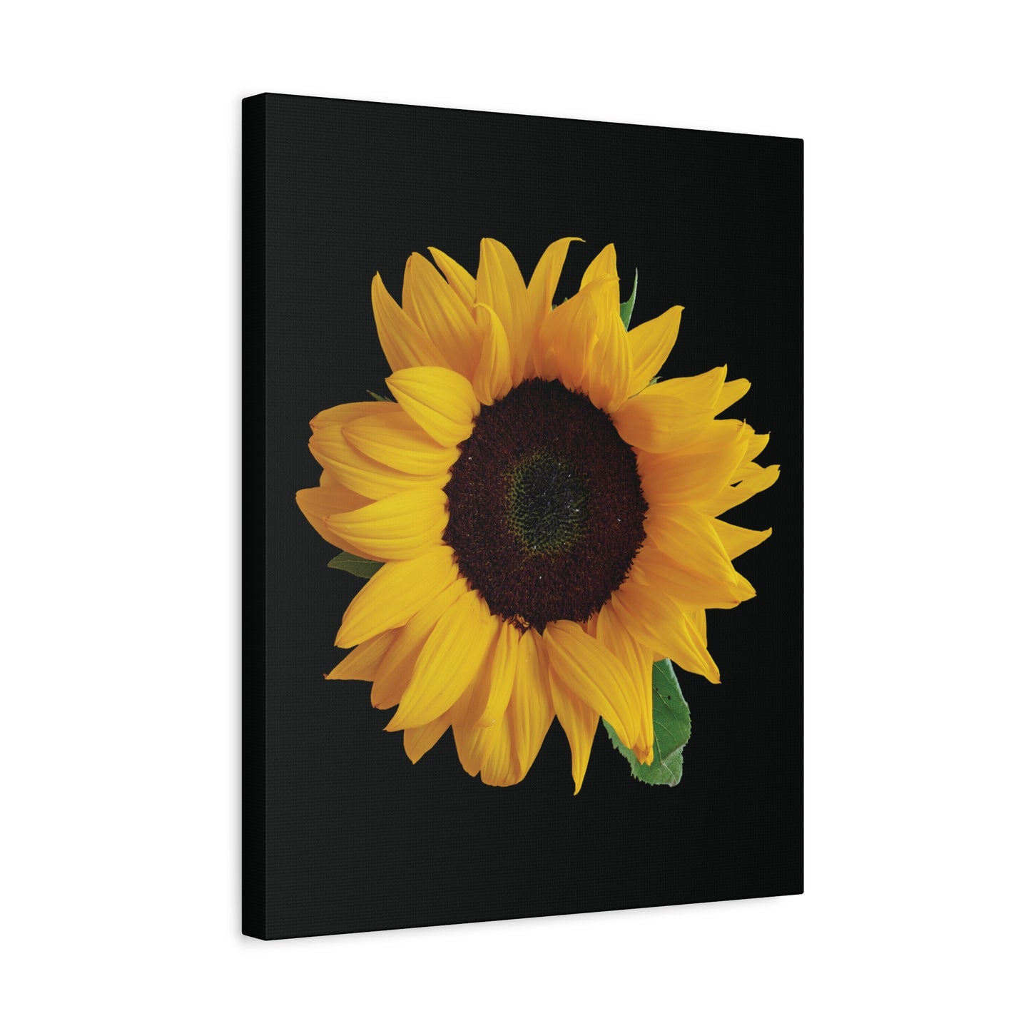 Matte Canvas Wood Frame - Black Sunflower