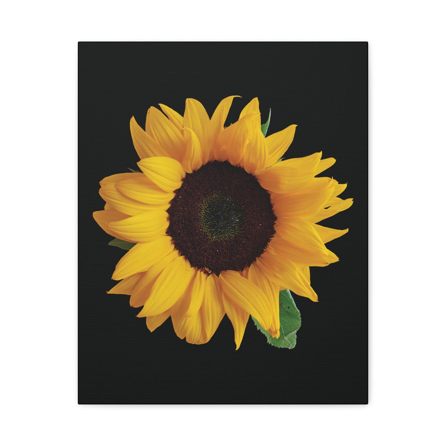 Matte Canvas Wood Frame - Black Sunflower