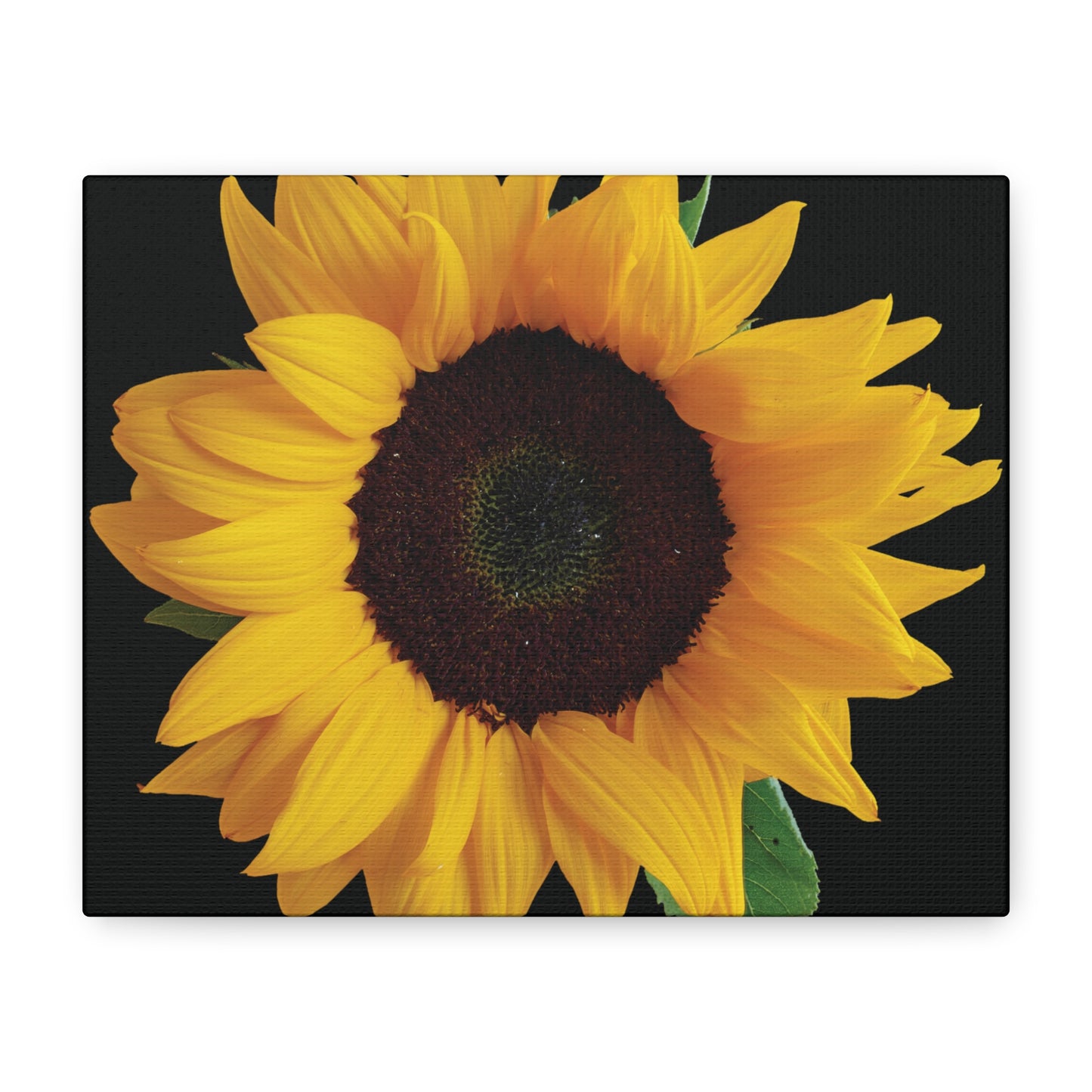 Matte Canvas Wood Frame - Black Sunflower