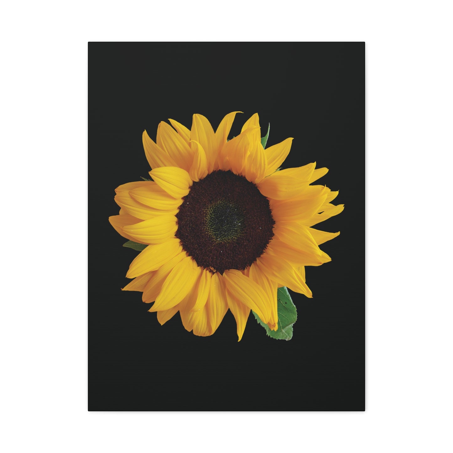 Matte Canvas Wood Frame - Black Sunflower