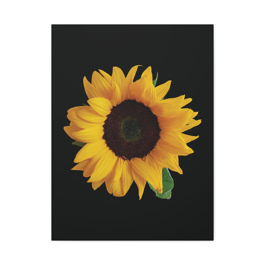 Matte Canvas Wood Frame - Black Sunflower