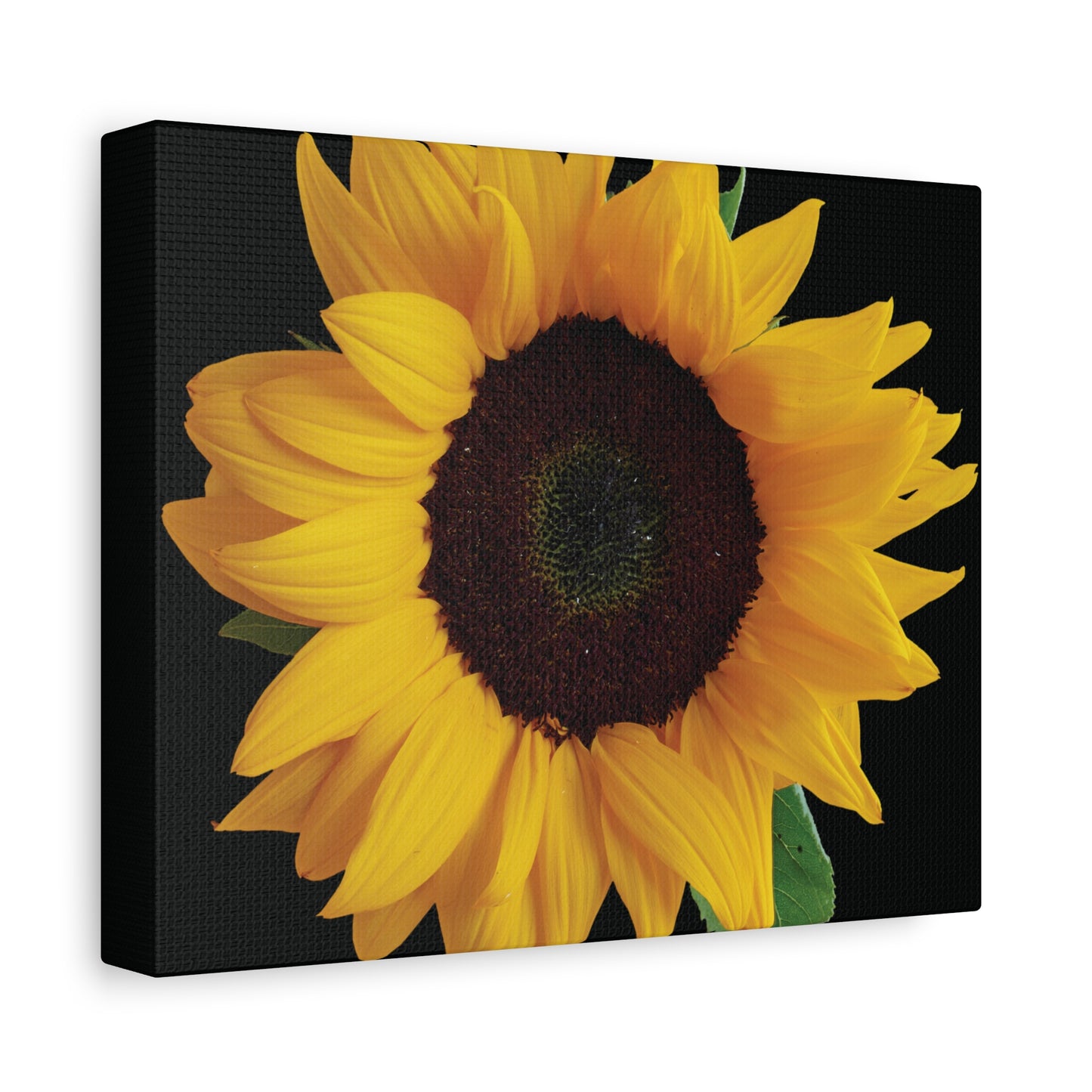 Matte Canvas Wood Frame - Black Sunflower